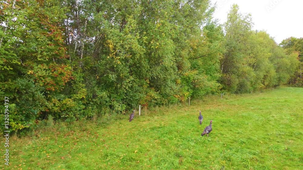 Four male turkeys walking around open field near woods looking for food