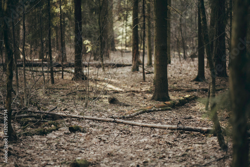 Morning forest in early spring