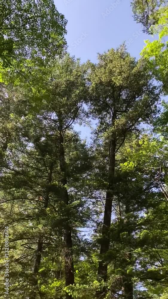 trees in the forest trees in the forest
