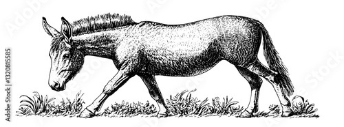 Engraved illustration of a mule walking through grass with intricate detailing and artistic flair suitable for tattoo design or packaging