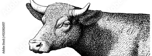 Detailed engraved vector illustration of a bull for tattoo and packaging designs with intricate textures and realism