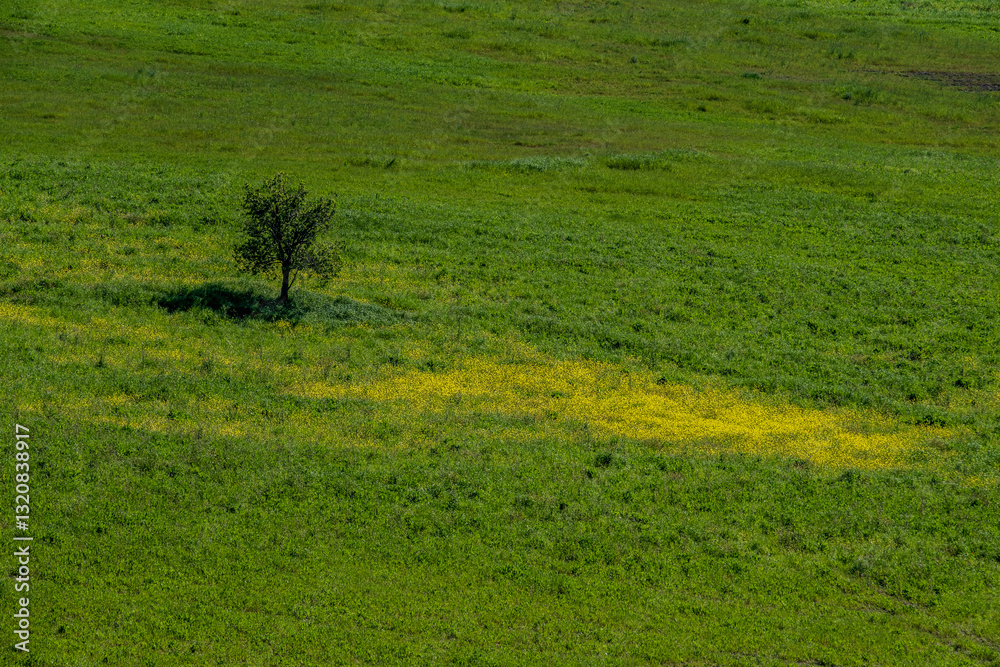 Obraz premium Panorama toscano in Val d'Orcia