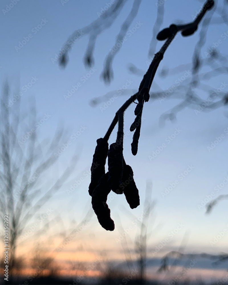Silhouette of a catkins against the winter sunset near Tartu, Tartumaa, Estonia, January 2021