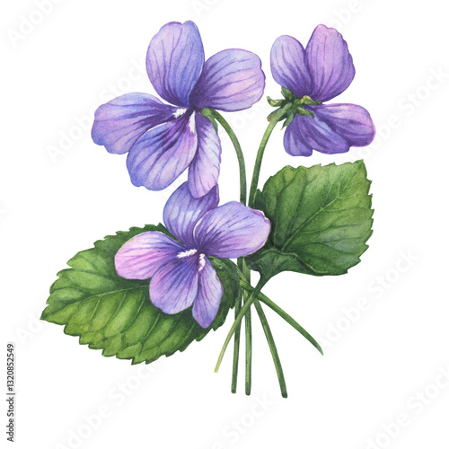 Small spring bouquet with flowering purple Viola odorata (wood violet, sweet, English violet). Watercolor hand drawn illustration isolated on a white background