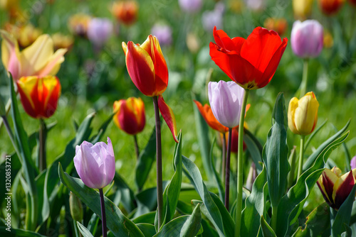 tulipani