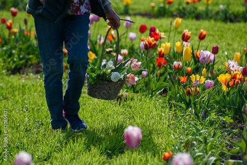 tulipani