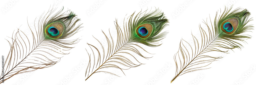 Fototapeta premium Set of A real Photo of a Peacock feather isolated on a transparent background