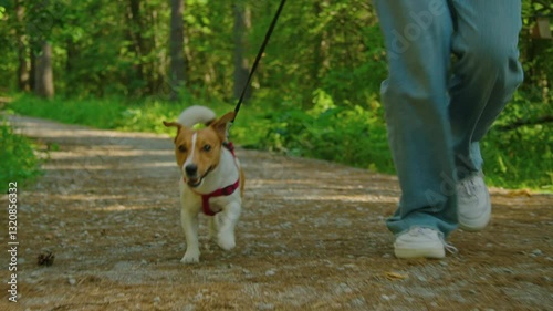 Joyful Dog Taking a Happy Walk on a Beautiful Scenic Pathway Surrounded by Natures Beauty
