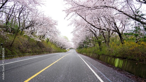 Cherry blossom-lined street in full bloom in Buk-gu, Ulsan, Korea photo