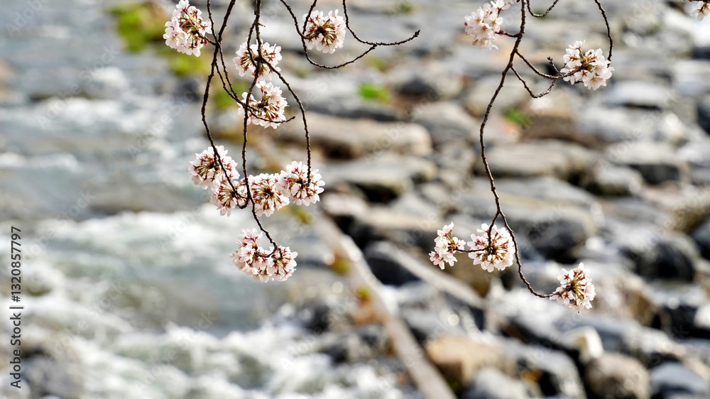 Korea, Gyeongju Bomun Lake and Cherry Blossoms