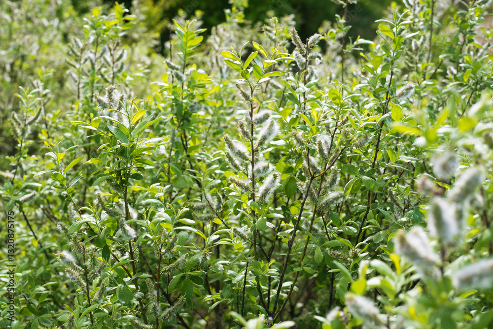 Fototapeta premium Spring flowering of young forest trees on a sunny day.