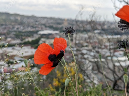 A bloomed red poppy flower, captured in close-up, showcasing its petals. The soft, blurred background reveals the cityscape of Tbilisi, Georgia