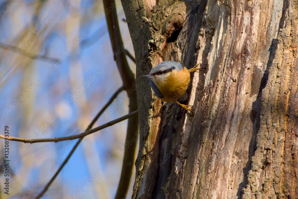 Fototapeta premium Eurasian nuthatch or wood nuthatch perching on a tree trunk close-up