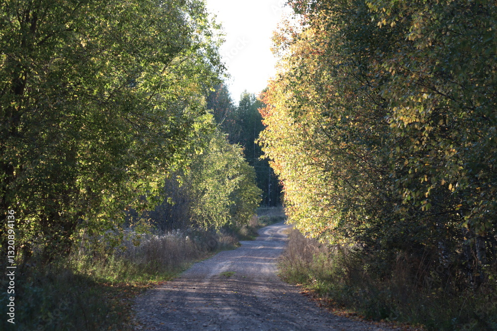 Obraz premium old dirt road in autumn forest on a sunny day