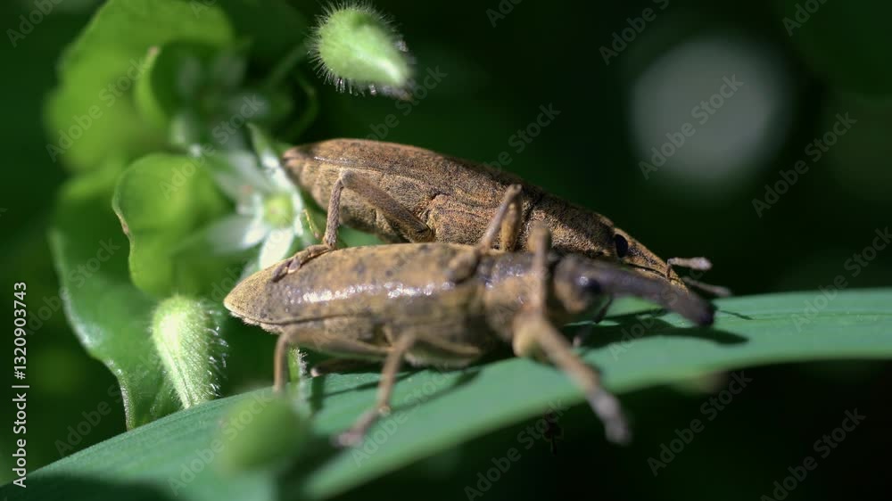 Beetle weevil Rhynchophorus ferrugineus at breeding season macro footage
Beetle weevil Rhynchophorus ferrugineus at breeding season macro footage