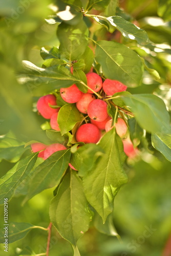 red apples on a branch