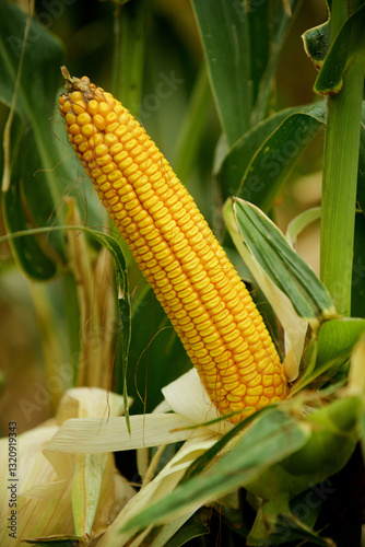 ripe corn in the field