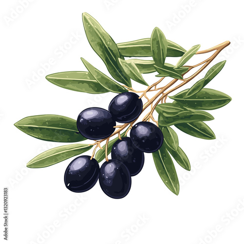 Mediterranean olive twig Tree branch with green and black olives. Organic natural fruit product. Short twigs branche sprigs with leaves. Agriculture plant. Vegan white background