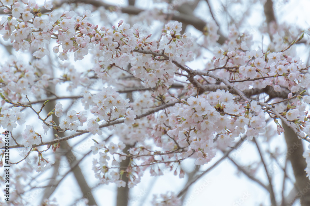cherry tree in bloom