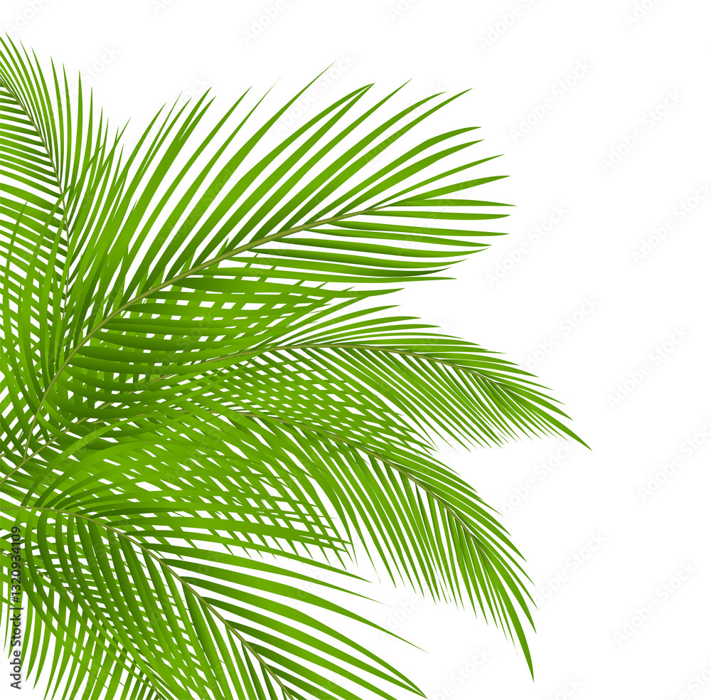 Fototapeta premium Summer coconut palm tree leaf decoration corner design, PNG file no background