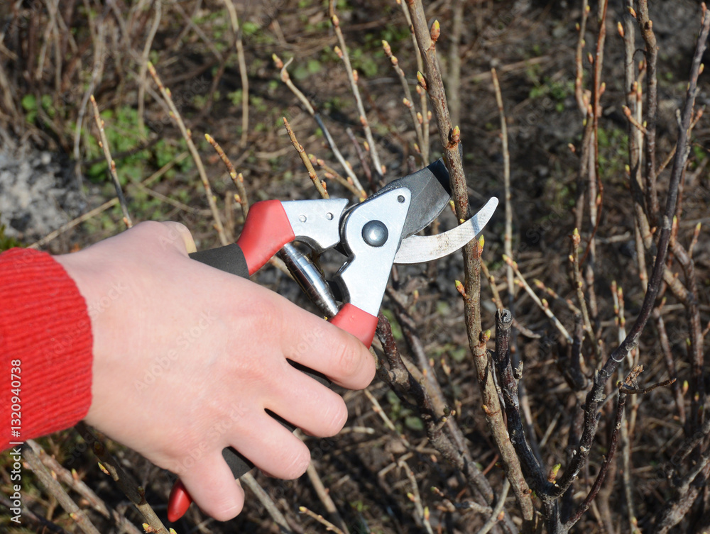 Fototapeta premium Prune Blackcurrants. The ideal time to prune blackcurrants is late winter to early spring, specifically from February to March.