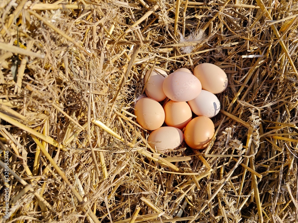 Group of Freshly Laid Eggs Resting on Golden Straw. Group of Freshly Laid Eggs Resting on Golden Straw.