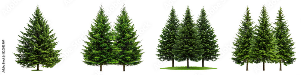 Fototapeta premium Majestic Evergreen Forest with Lush Fir and Pine Trees in Winter Landscape Tall dense clusters of coniferous trees creating a peaceful serene and classic nature scenery
