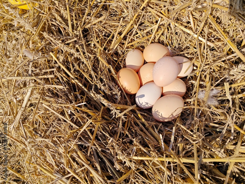 Fresh Organic Eggs in a Cozy Straw Nest on a Farm. Fresh Organic Eggs in a Cozy Straw Nest on a Farm.