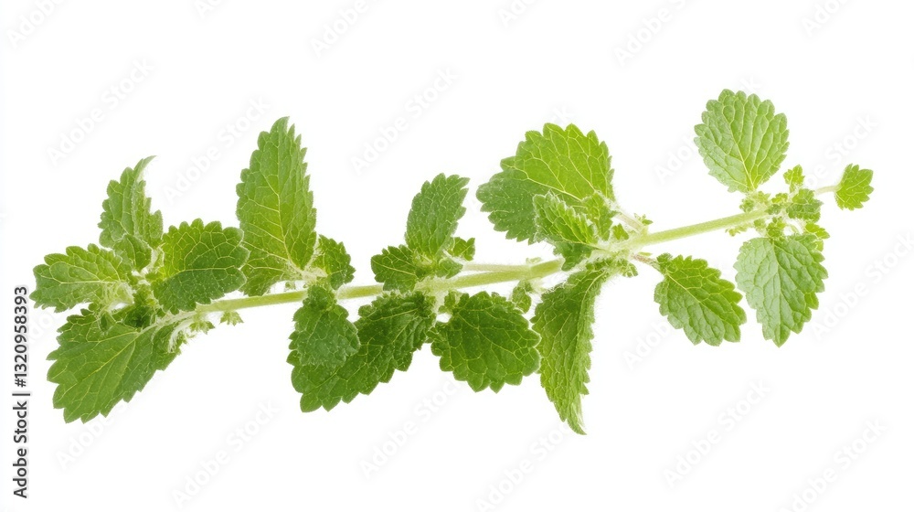 Elegant Lemon Balm Sprig Displaying Vibrant Green Leaves on White Backdrop