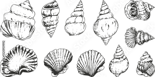 Black and white vector illustration of various seashells.
