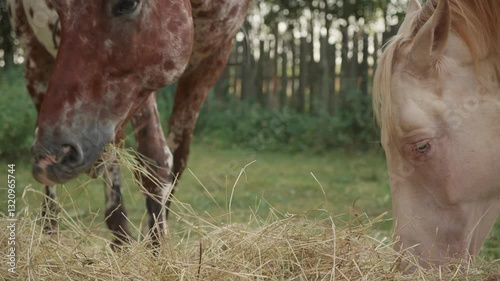 Horses eat hay standing in the woods at sunset