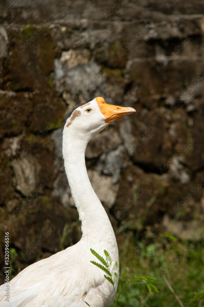 Obraz premium Majestic White Goose Standing in a Lush Garden