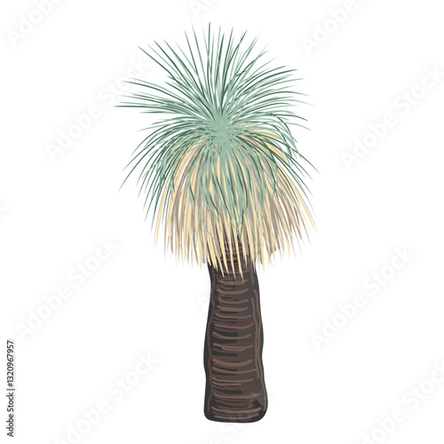 Xanthorrhoea tree vector isolated illustration. The Grass tree, native Australian endemic flora element