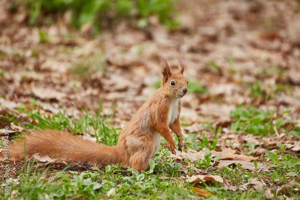 Red Squirrel Eating a Nut on the Ground Red Squirrel Eating a Nut on the Ground