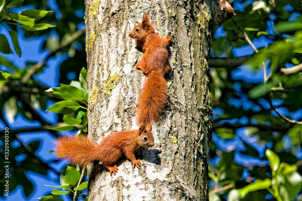 Obraz premium Red squirrels on a tree in the forest