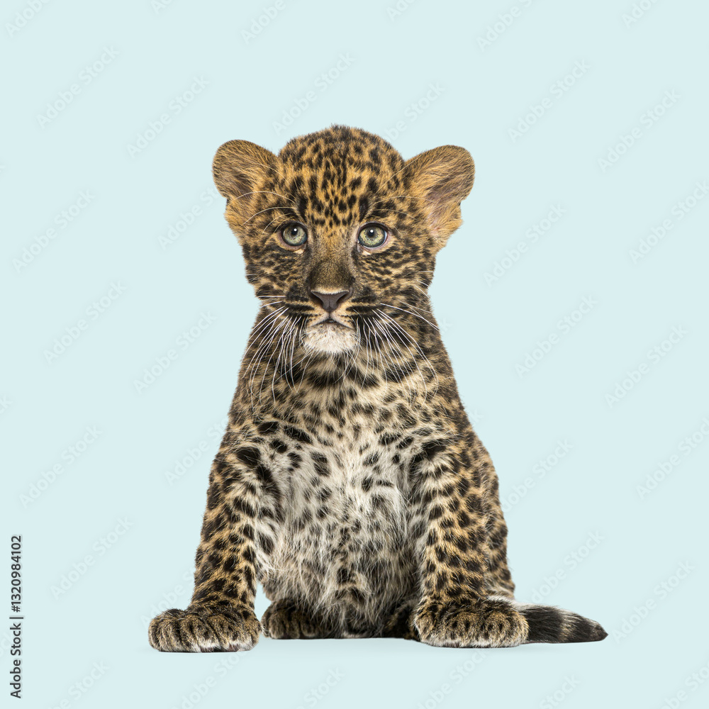 Young leopard cub sitting and staring, isolated on a seamless light blue background Young leopard cub sitting and staring, isolated on a seamless light blue background
