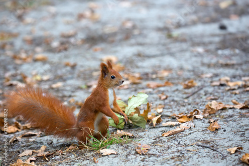 Red squirrel in the forest