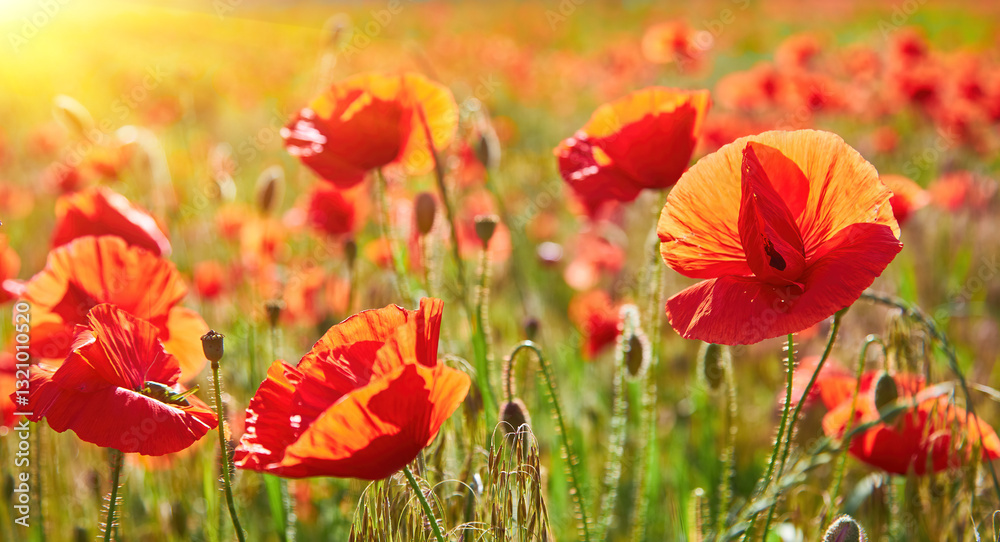 Fototapeta premium Sunlit Field of Red Poppies