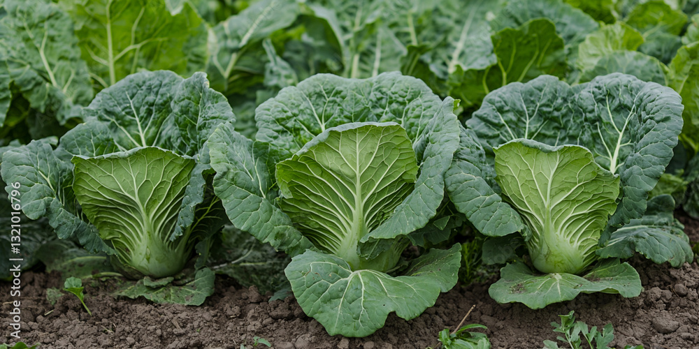 Lush green cabbages grow in neat rows, showcasing their vibrant leaves and healthy structure in a well-tended garden bed.