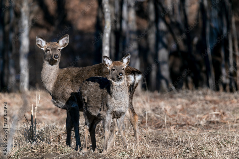 Wildlife of Russia. A large herd of spotted deer stands in the autumn forest. Wildlife of Russia. A large herd of spotted deer stands in the autumn forest.