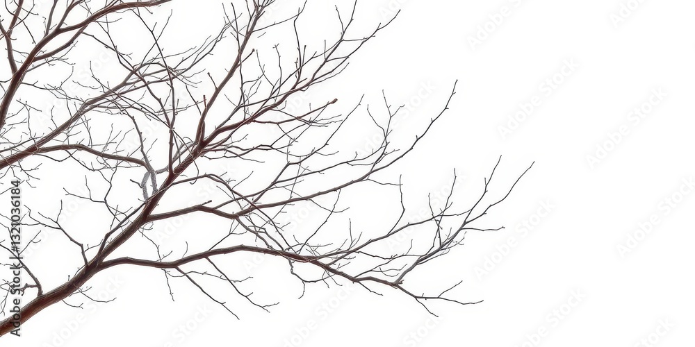 Obraz premium Intricate bare branches, stark against a pure white backdrop, close-up, design