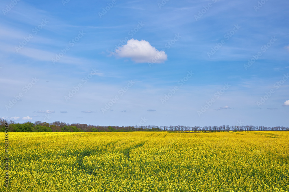 Fototapeta premium Yellow Rapeseed Field