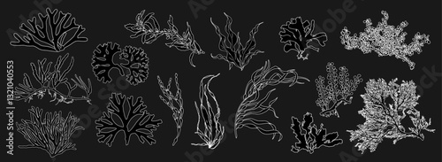 Set of hand drawn algae vector graphic illustration. Collection of different aquatic plants isolated on dark background. Natural drawing