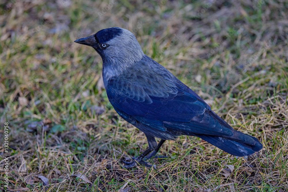 Naklejka premium close up of a crow sitting in the grass