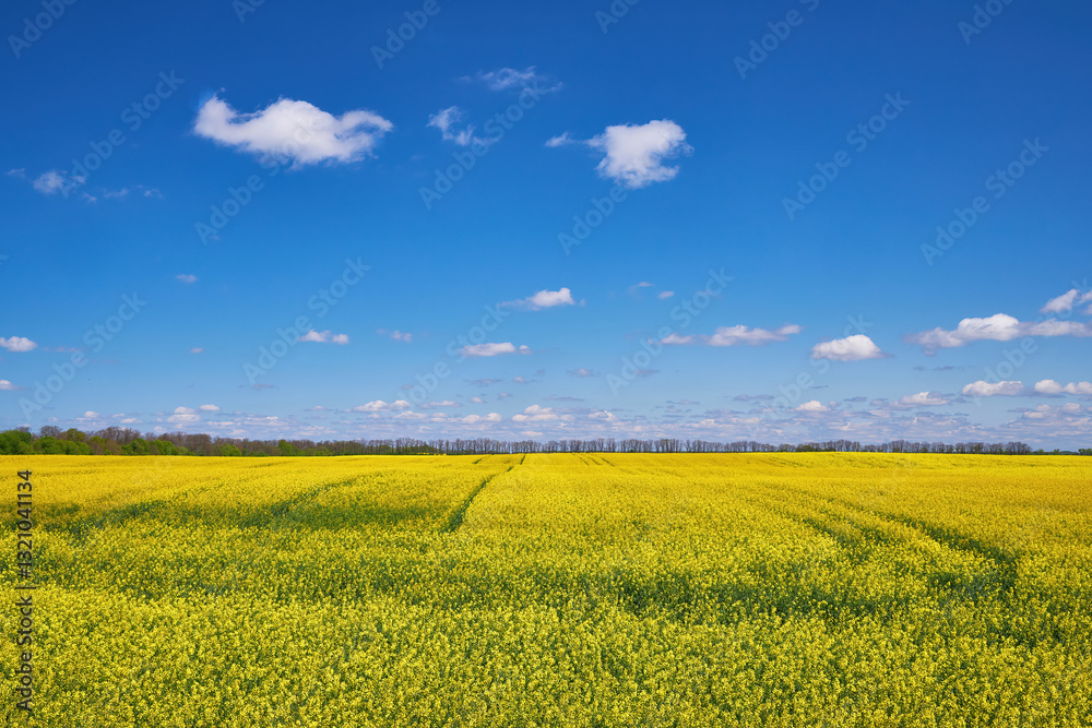 Obraz premium Rapeseed Field Under Blue Sky