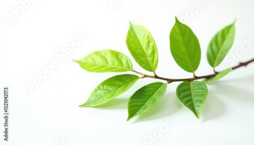 Single branch on white background with leaves, leafy, branch