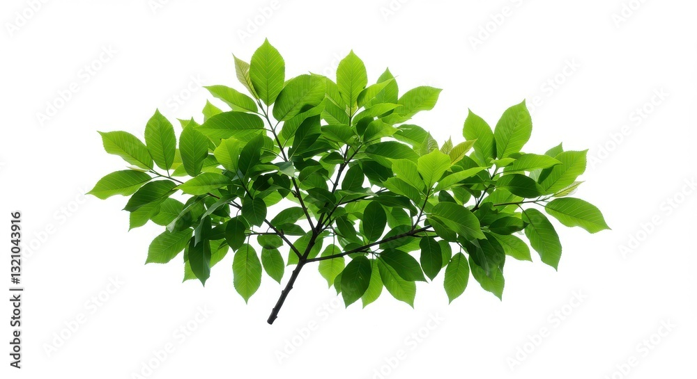 Vibrant Green Leaves on a Branch Isolated on White Background Vibrant Green Leaves on a Branch Isolated on White Background