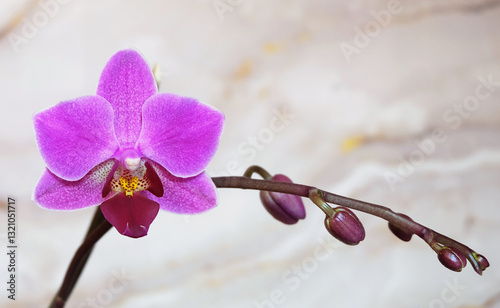 Pink phalaenopsis orchid, Mukalla variety, on light marble background, selective focus, horizontal orientation.
