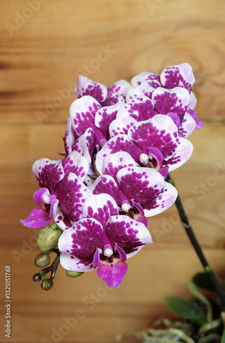 Variegated phalaenopsis, variety Alice on a wooden background, selective focus, vertical orientation.