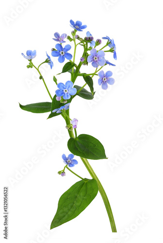 Small blue forget-me-not (b...